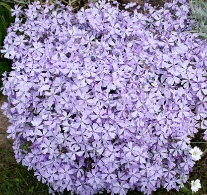 Aslapu floksis 'Benita'